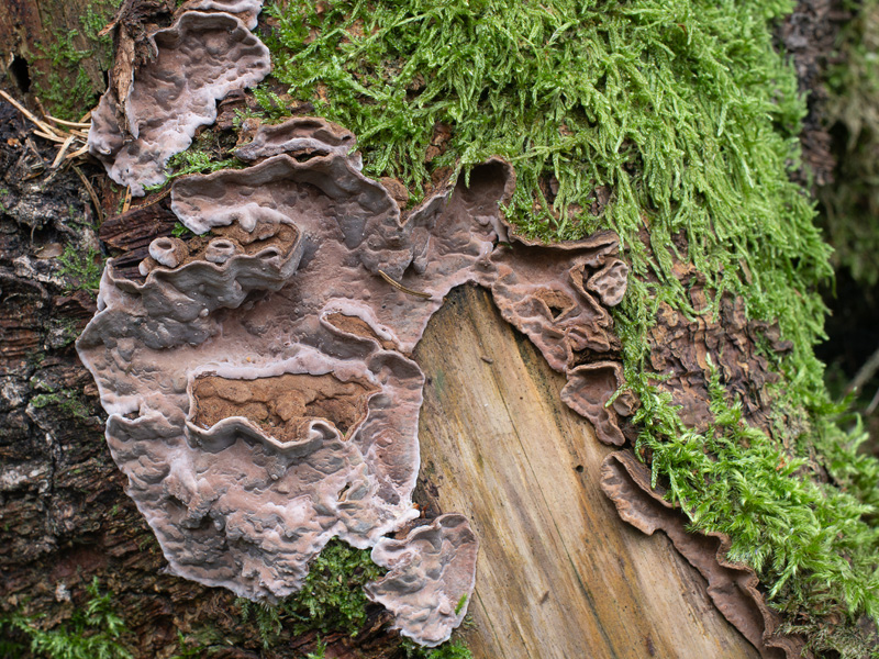 Amylostereum areolatum